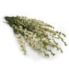 Delphinium białe Suszone ostróżka kwiat