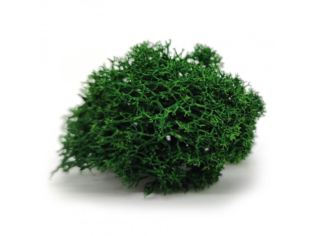 460_sobi-mech-polarmoss-reindeer-moss-leaf-green