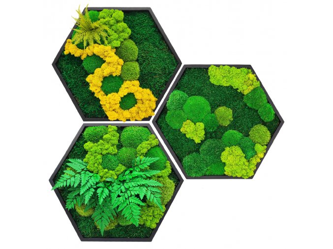 mechove hexagony 3ks 1