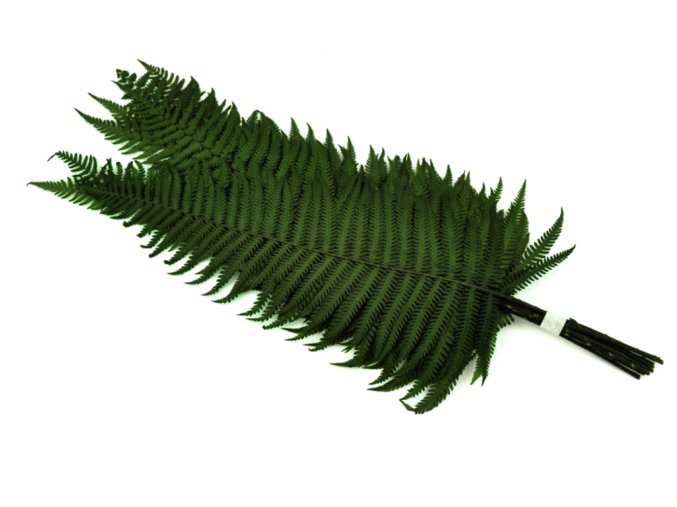 1233 3 stabilizovana pergamenova kapradina lesni tmave zelena 40 45cm