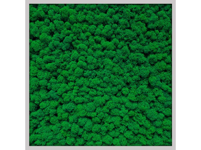 obraz 56x56cm sedy ram tenky sobi mech svetle zeleny mechcentrum