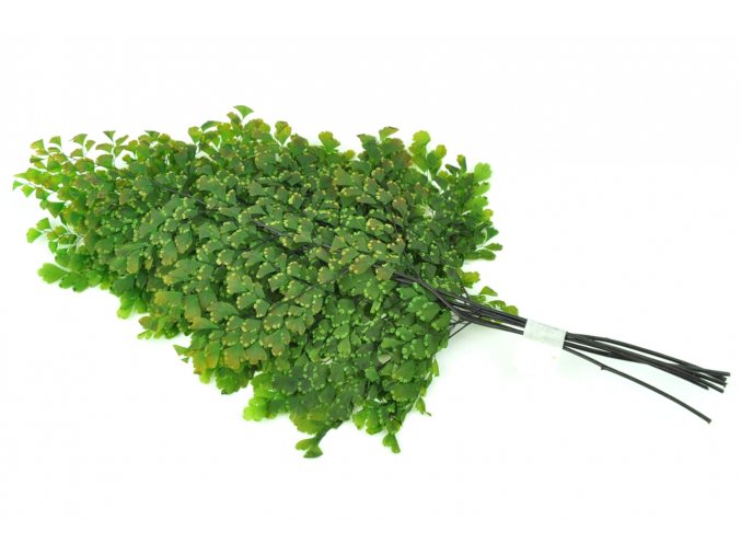 Stabilizovane kapradi Adianthum Lutti zelene Mechcentrum susene rostliny2