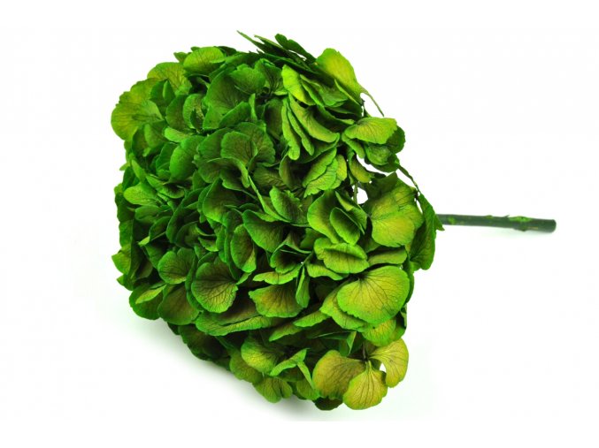 Stabilizovana hortenzie velke zelene okvetni listky1