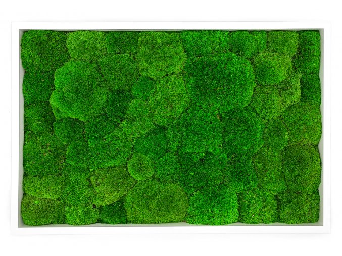 Mechovy obraz 60x40cm kopeckovy mech svetly ram BILY tenký 4x1,5cm 1