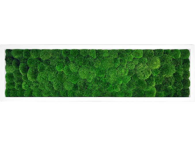 mechovy obraz 140x40cm kopeckovy svetly mech bily ram 4x3cm (1)