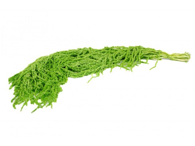 906 3 stabilizovany amarant laskavec caudatus majove svetle zeleny 40 50cm
