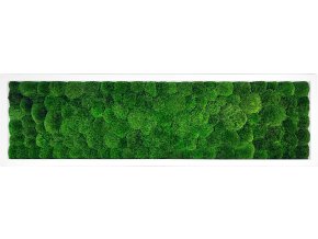 mechovy obraz 140x40cm kopeckovy svetly mech bily ram 4x3cm (1)