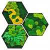 mechove hexagony 3ks 1