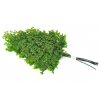 Stabilizovane kapradi Adianthum Lutti zelene Mechcentrum susene rostliny2