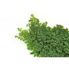 Stabilizovane kapradi Adianthum Lutti zelene Mechcentrum susene rostliny