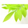Stabilizovana rostlina Ruscus svetle zelena3