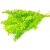 Stabilizovana rostlina Ruscus svetle zelena