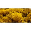 472 5 sobi mech finsky polarmoss reindeer moss 5kg barva zluta yellow v kartonu