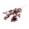 11 FE AF PIT 09 Stabilizovaná rostlina ,,Pittosporum” vínově červená 3