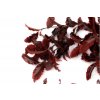 11 FE AF PIT 09 Stabilizovaná rostlina ,,Pittosporum” vínově červená 1