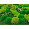 808 5 mechovy obraz 56x56cm v kovovem tenkem ramu cerne barvy mix mechu vetvicky bonsai