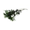 930 stabilizovana rostlina pittosporum barva zelena 40 50cm