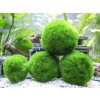 Marimo Moss Ball 5