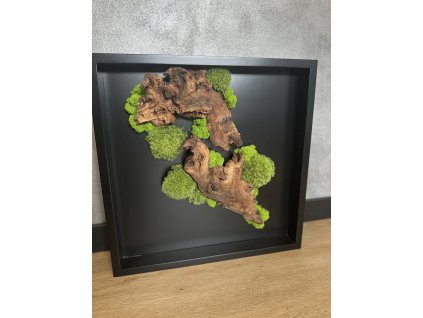 Mechový obraz s kořenem 50x50cm