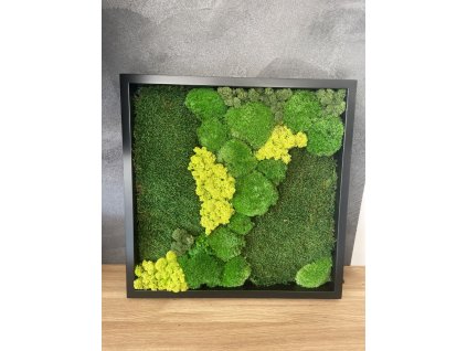 Mechový obraz mix mechů 50x50 cm