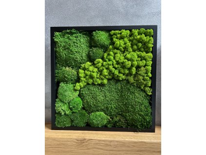 Mechový obraz 50x50cm mix mechů v černém rámu