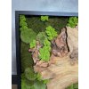 Mechový obraz s olivovým dřevem a hliníkovým rámem 100x50 cm