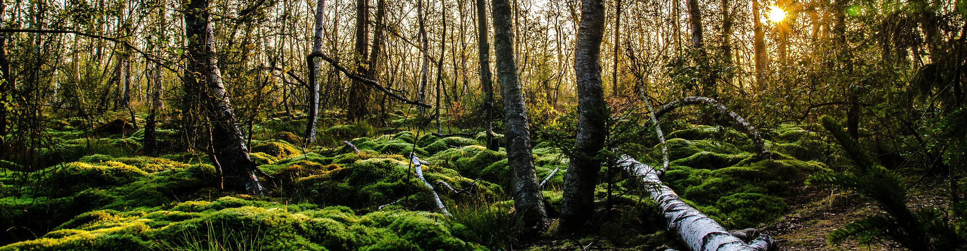 Mechové obrazy - www.mechove-obrazy.cz