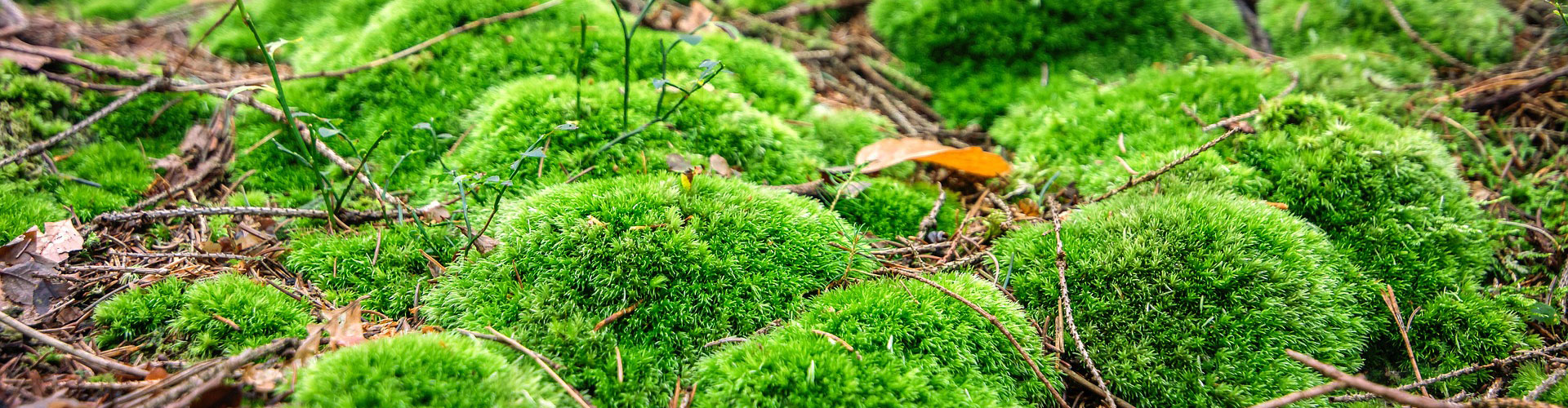 Mechové obrazy - www.mechove-obrazy.cz