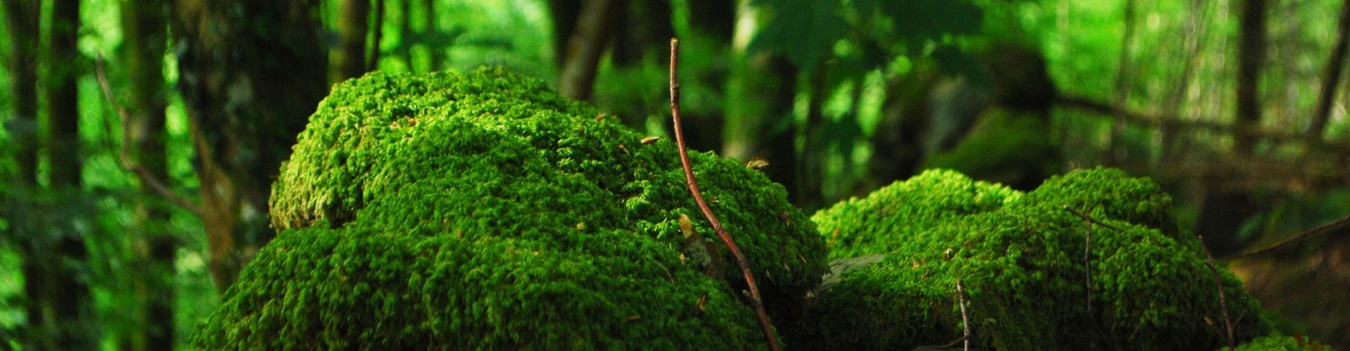 Mechové obrazy - www.mechove-obrazy.cz