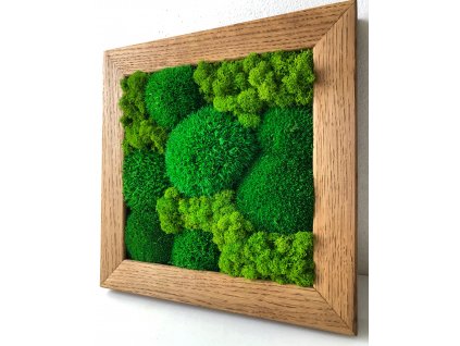 Mechový obraz, obraz z mechu, mechové-obrazy.cz, mech