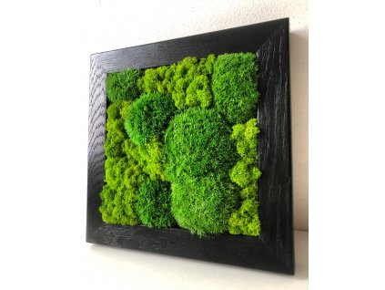 Mechový obraz, obraz z mechu, mechové-obrazy.cz, mech