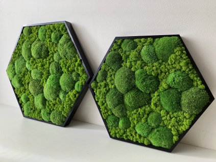 Hexagon, Mechový obraz, hexagon mechový obraz, obraz z mechu, mechové-obrazy.cz