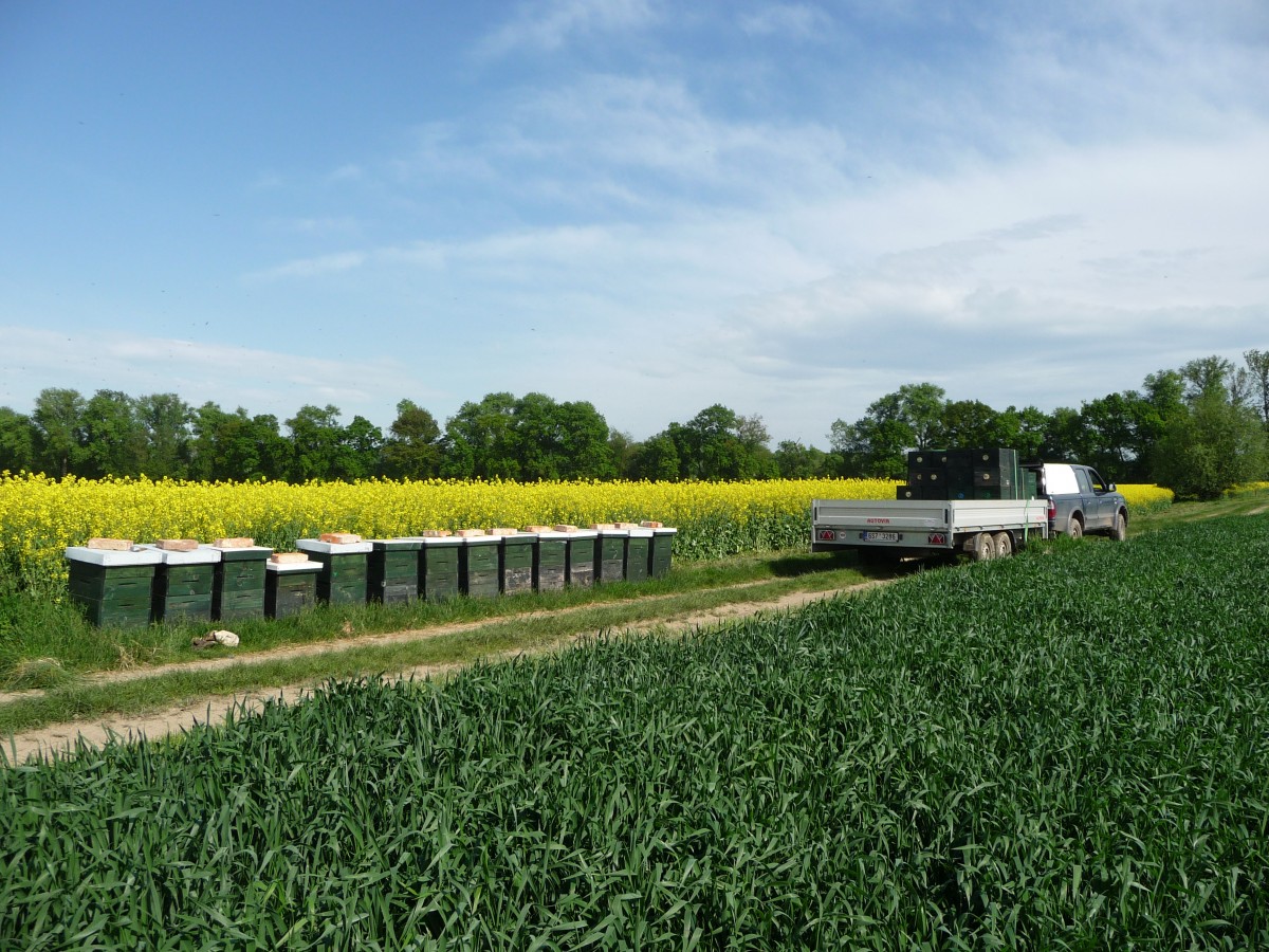 Včelařský rok u Cihlářů: Nahlédněte do života včel a práce na farmě
