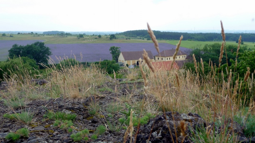 Není med jako med: Malá škola druhů medu