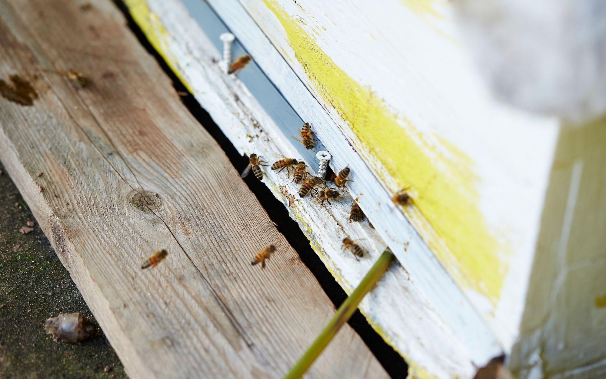 Udržitelnost na naší farmě: Jak pečujeme o krajinu a přírodu kolem nás