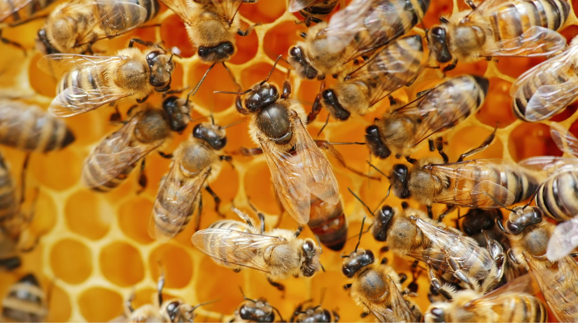 Seznamte se s královnou: Fascinující život včelí matky