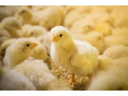 00fc991d kuratko kure slepice kurata shutterstock 1918921166 scaled