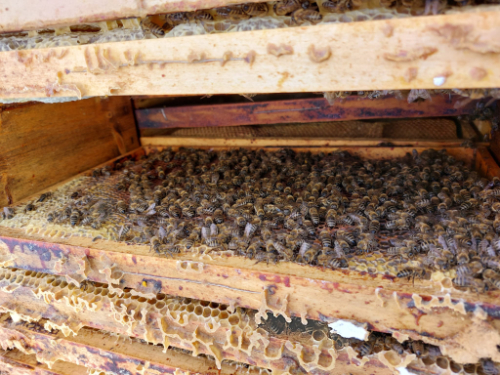 Učební obor: Včelař - zpracovatel včelích produktů | Jihlava