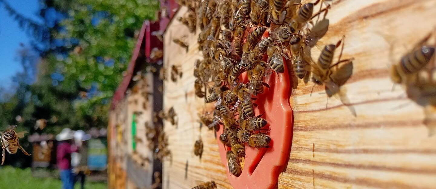 Medová kokosová tyčinka