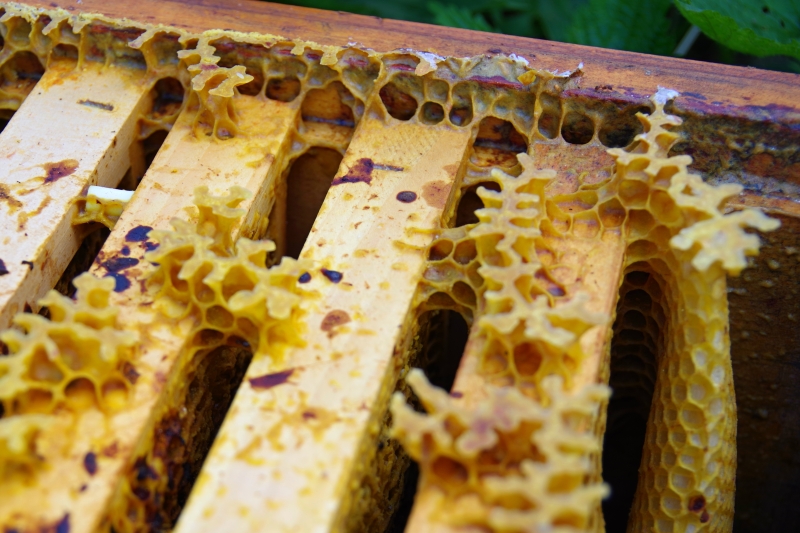 propolis_v_ulu_medarek