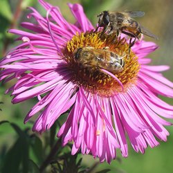 Wie Bienen die Welt retten (und wir ihnen dabei helfen können)