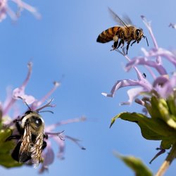 Bonusprogramm der Honigfabrik
