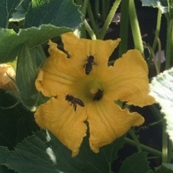 Auch Bienen haben ihren Welt-Tag