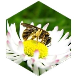 Die neun häufigsten Fehler, die Anfänger im Imkerei machen