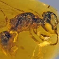 Das älteste Bienenfossil der Welt