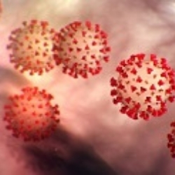 (AKTUALISIERT) Coronavirus: Die Infektionskrankheit COVID-19 und ihre Auswirkungen auf Bienen und Imker in China