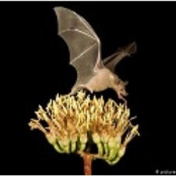 Fledermaus: Das Geheimnis des fliegenden Säugetiers – Bestäuber