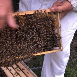 Stadtbienen in Sydney