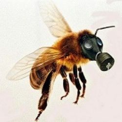 Die Bienen haben gewonnen! Und wir mit ihnen! Die EU hat bestimmte Pestizide verboten!