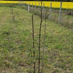 Pflanzen von Bäumchen